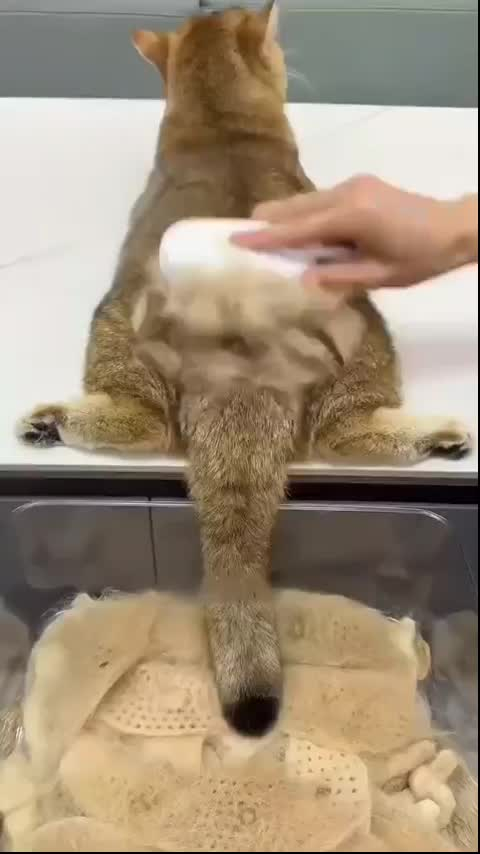 Cepillo A Vapor Perros Gatos Peine Masajeador Saca Pelos