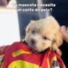 Maquina De Cortar Pelo Perros Mascotas Kit Peluqueria Dorado