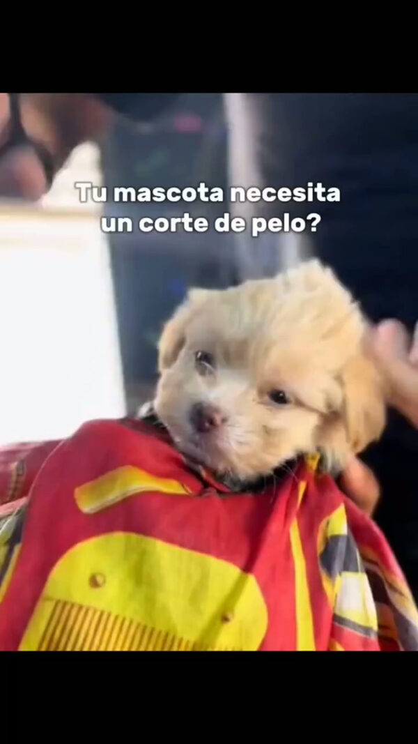 Maquina De Cortar Pelo Perros Mascotas Kit Peluqueria Dorado