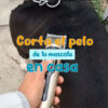 Maquina De Cortar Pelo Perros Mascotas Kit Peluqueria Dorado