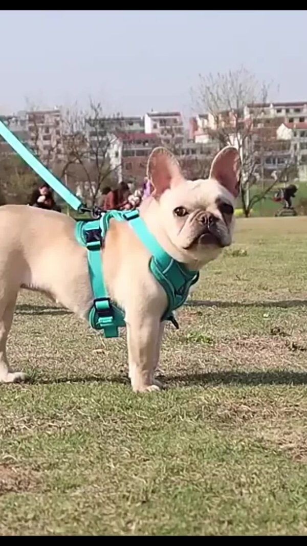 Arnes Pretal Para Perro Y Gato Con Correa 1.5 M Anti Tirones